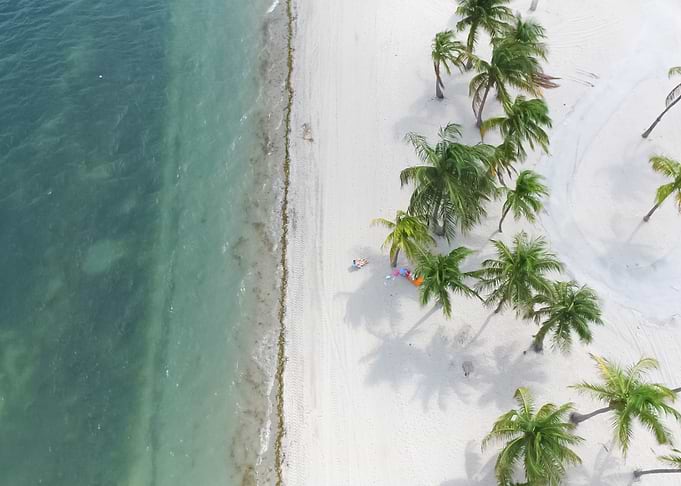 Palm Trees 67