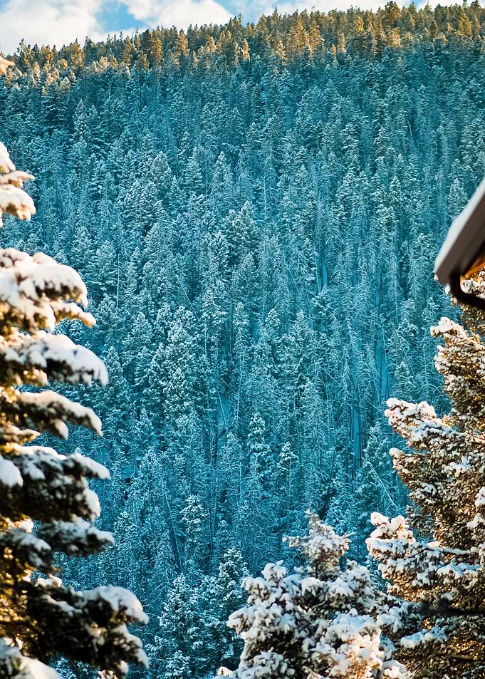 Forest 57