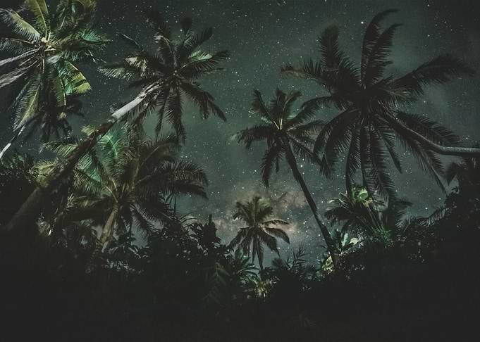 Palm Trees 75