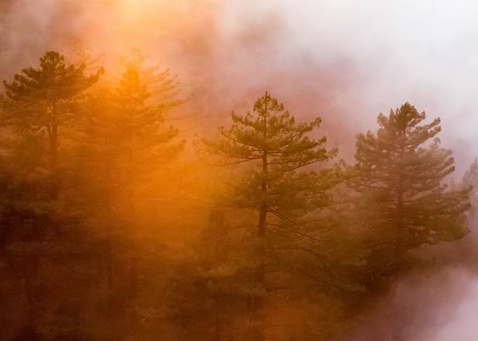 Forest 77