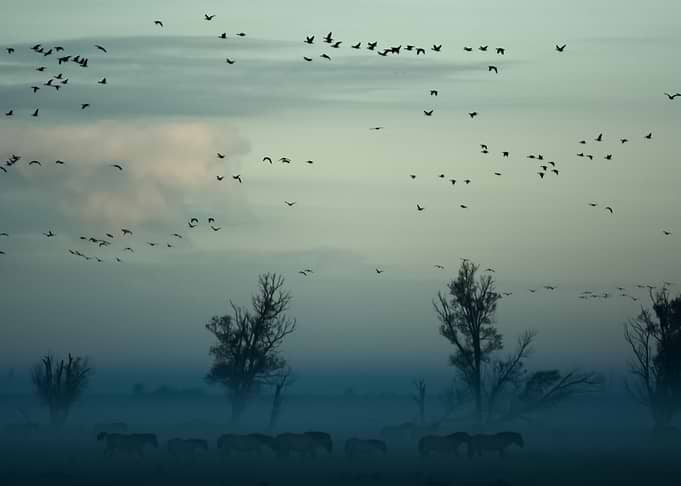 Landscape 135