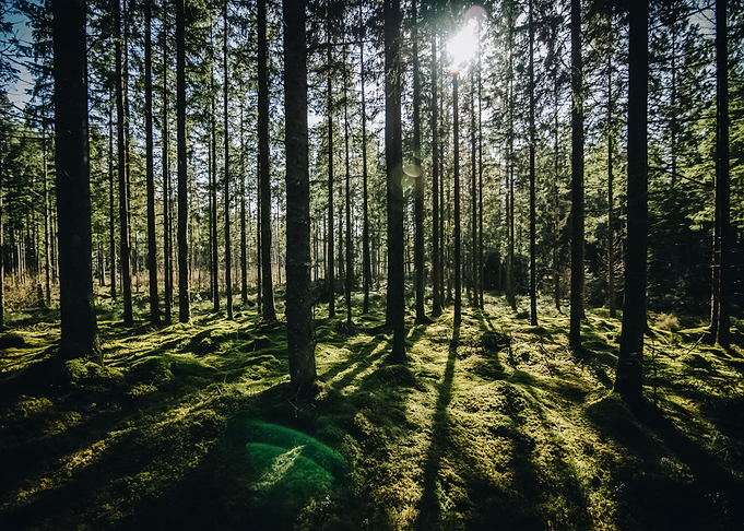 Forest 63