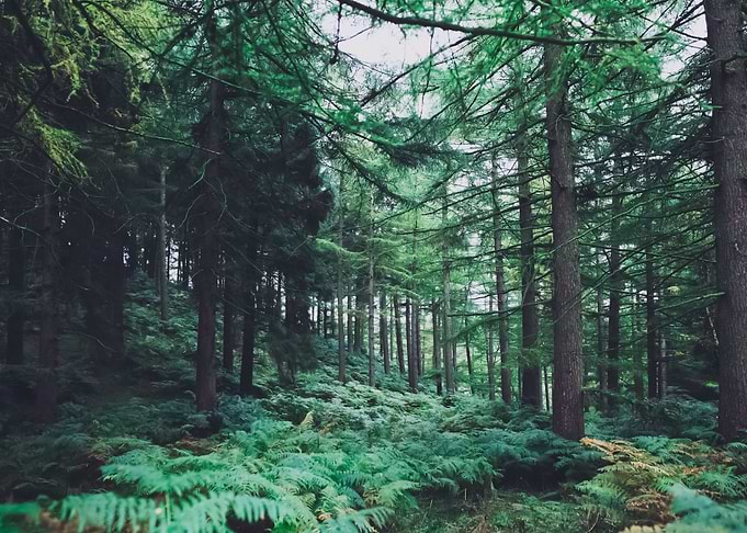 Forest 38