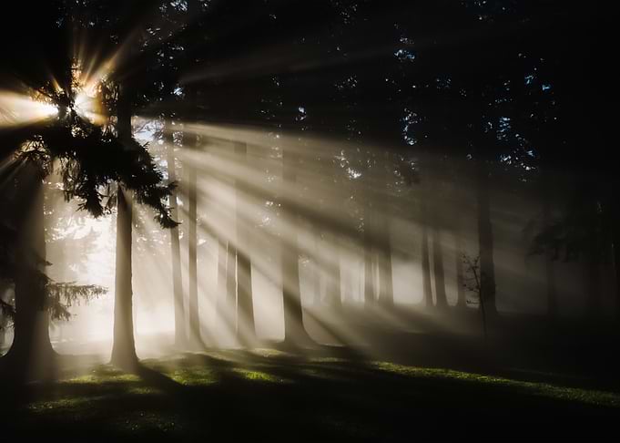 Forest 112