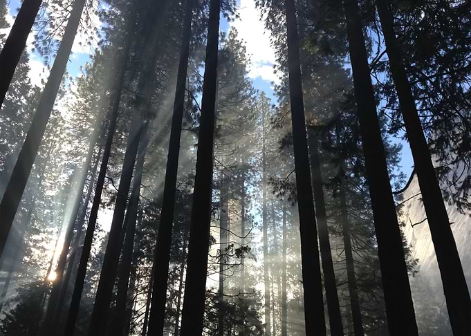 Forest 74