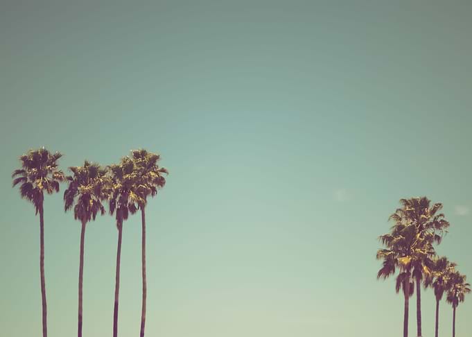 Palm Trees 61