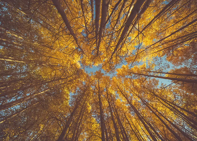 Forest 72
