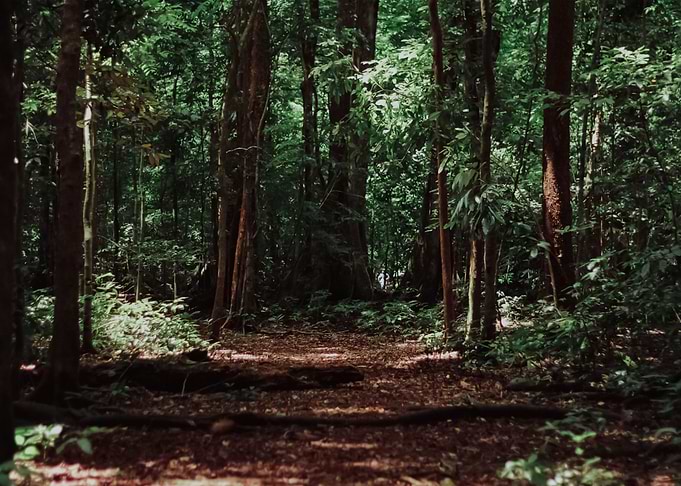 Forest 70