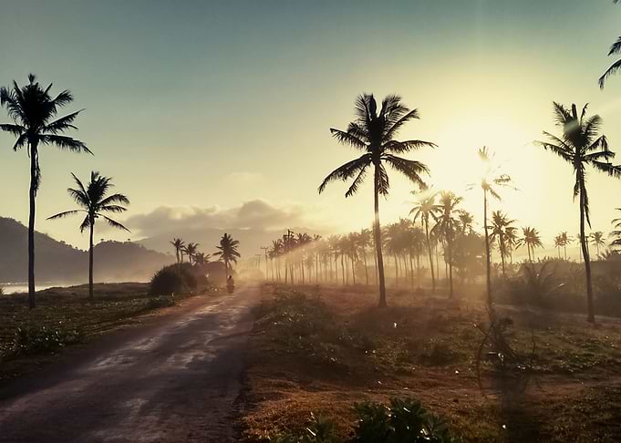 Palm Trees 23