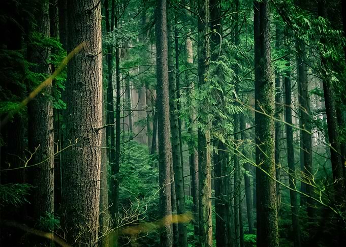 Forest 123