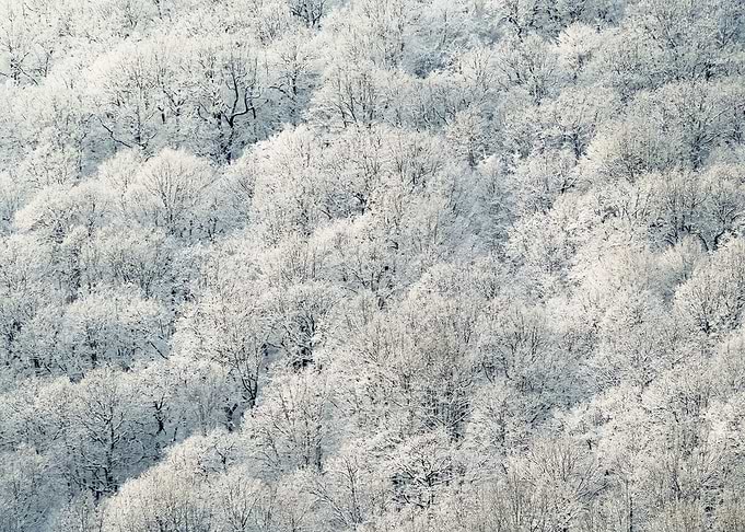 Snow 41
