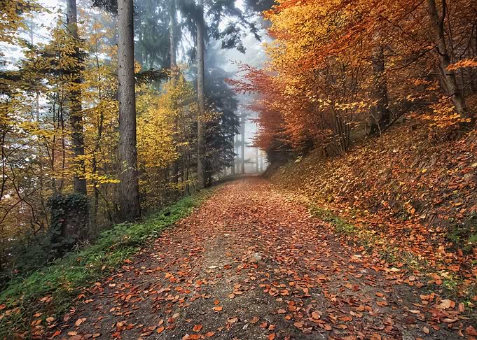 Forest 68