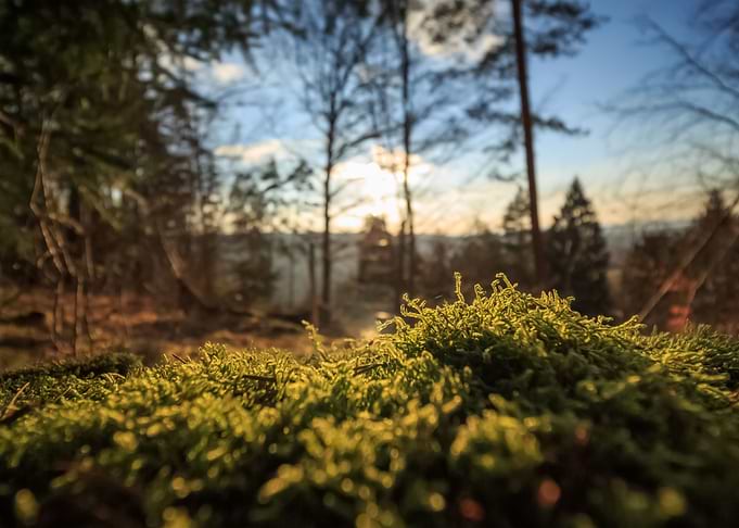 Forest 76