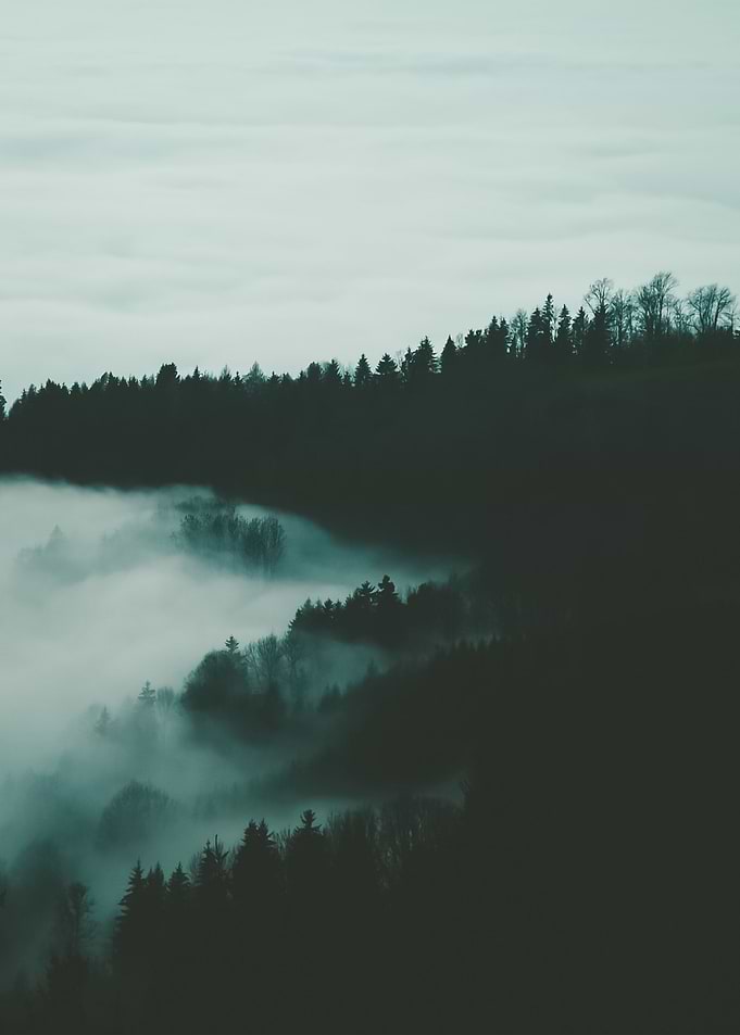 Forest 48