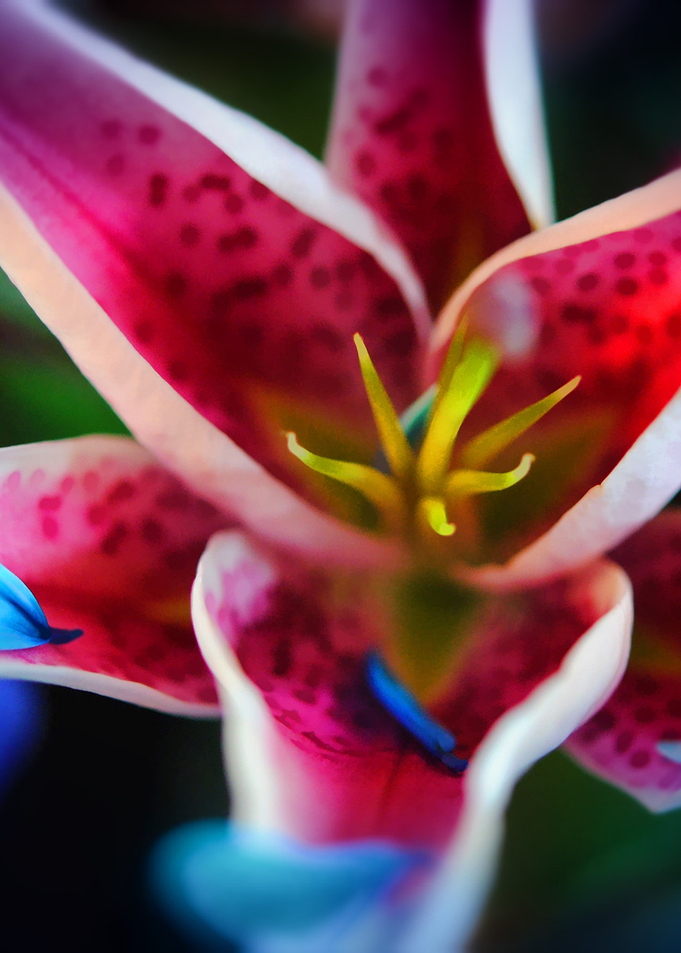 Blue Petals On a Lily