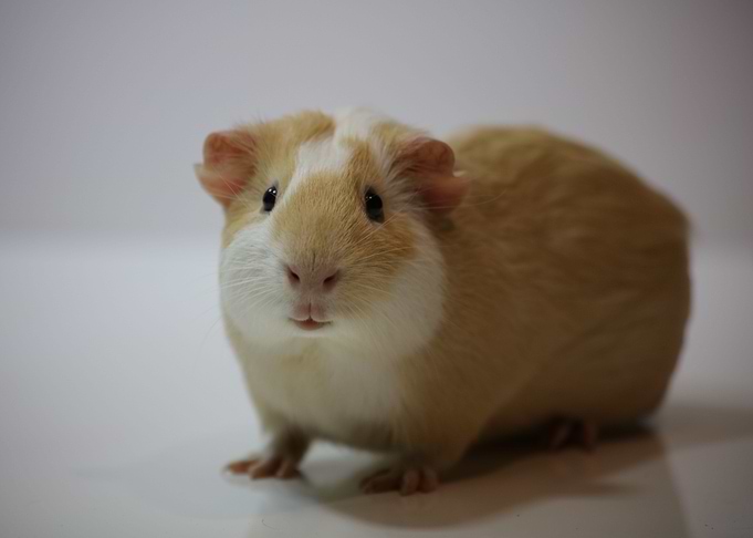 The Guinea Pig