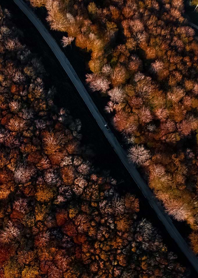 Forest 110