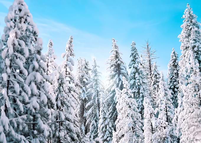 Snow 138