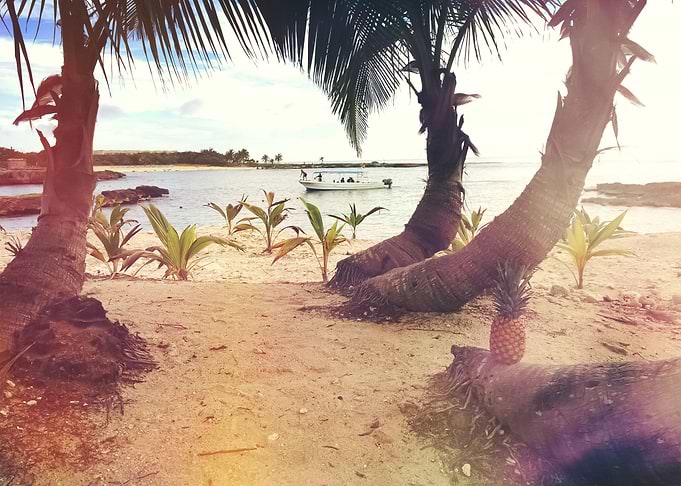 Palm Trees 19
