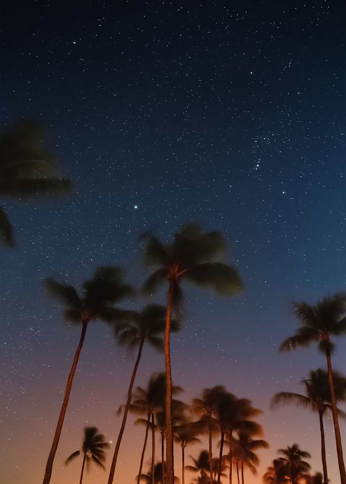 Palm Trees 47