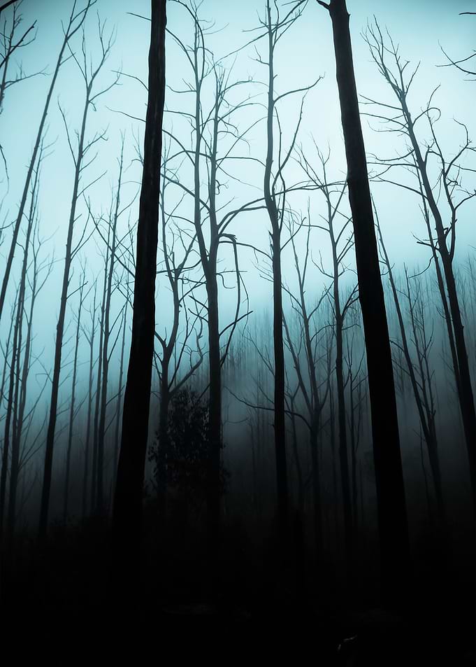 Forest 40