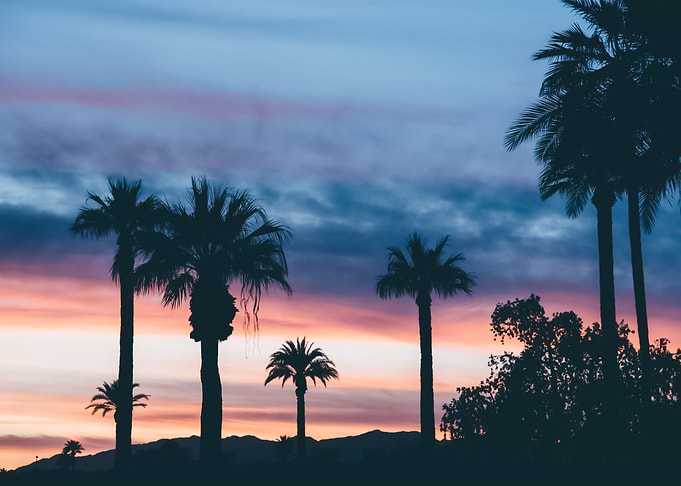 Palm Trees 36