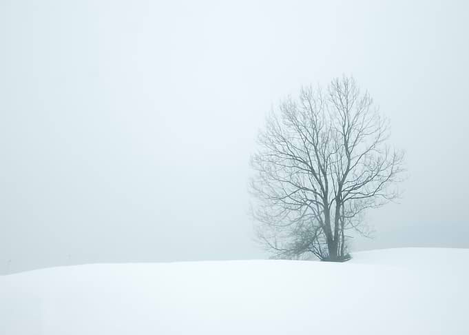 Snow 81