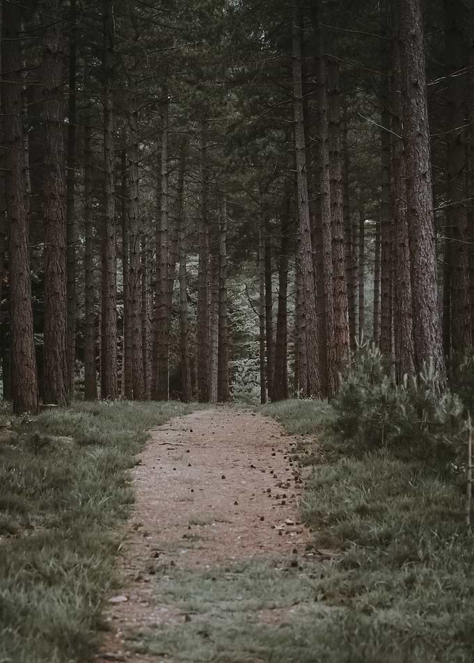 Forest 75