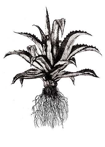 Aloe