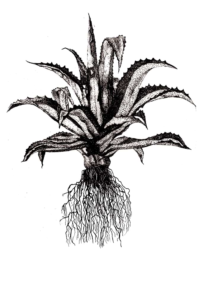 Aloe