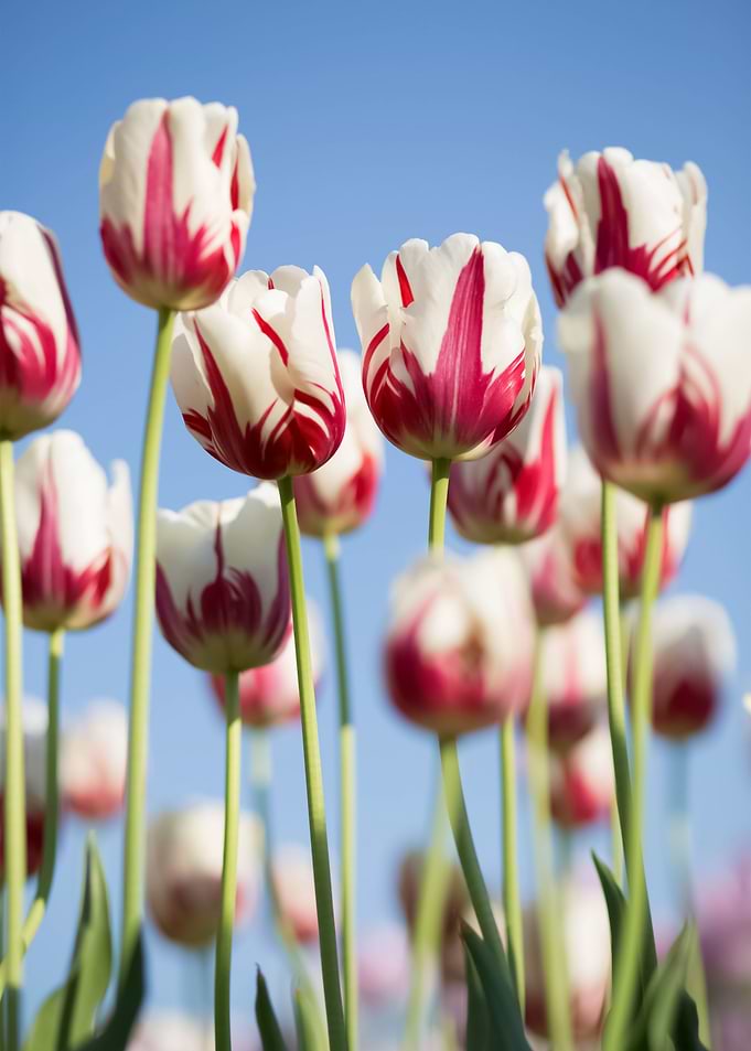 Flowers 60