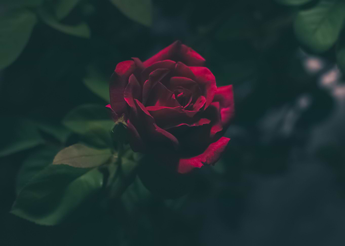 Flowers 100