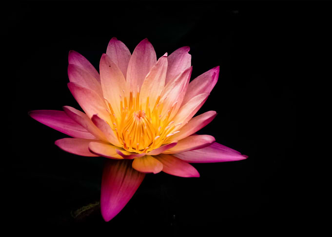 Flowers 9