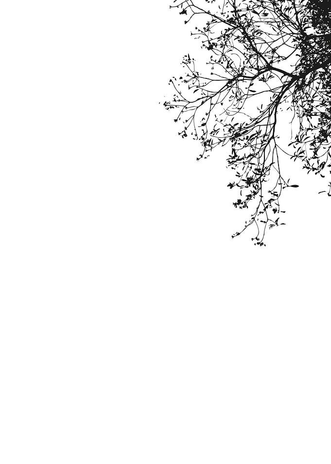 Black Branches of trees