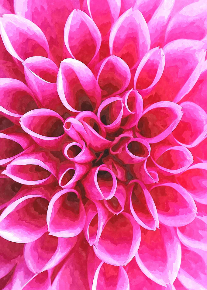 Pink Dahlia Macro