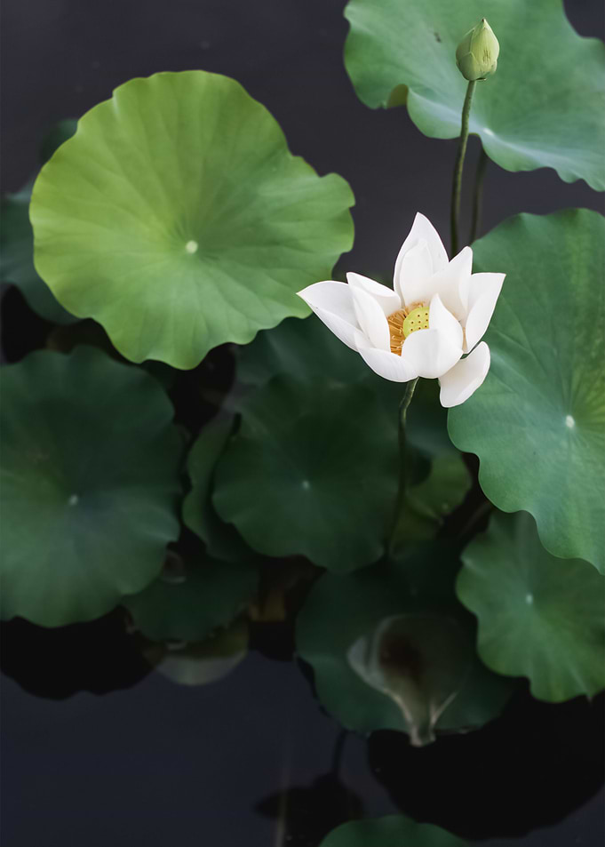 Flowers 7