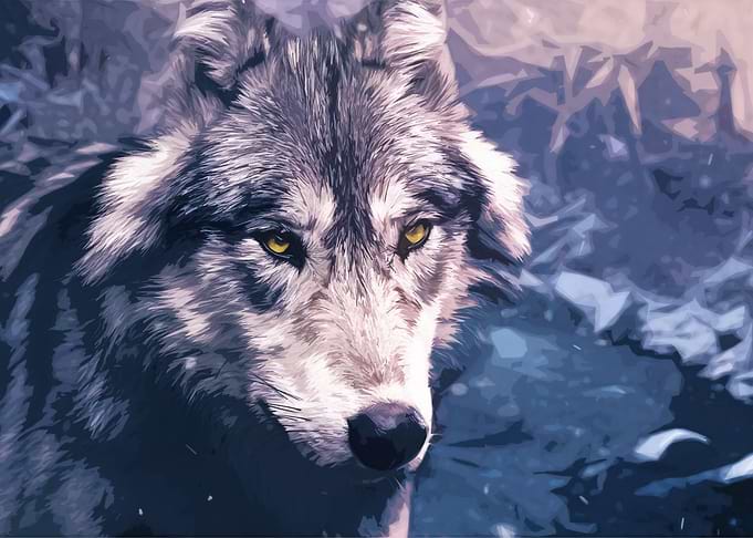 Wolf 3