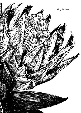King Protea