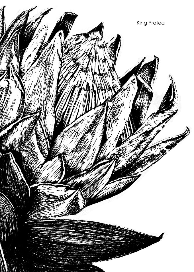 King Protea