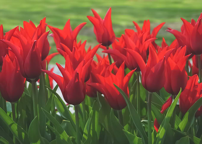 Flowers 56