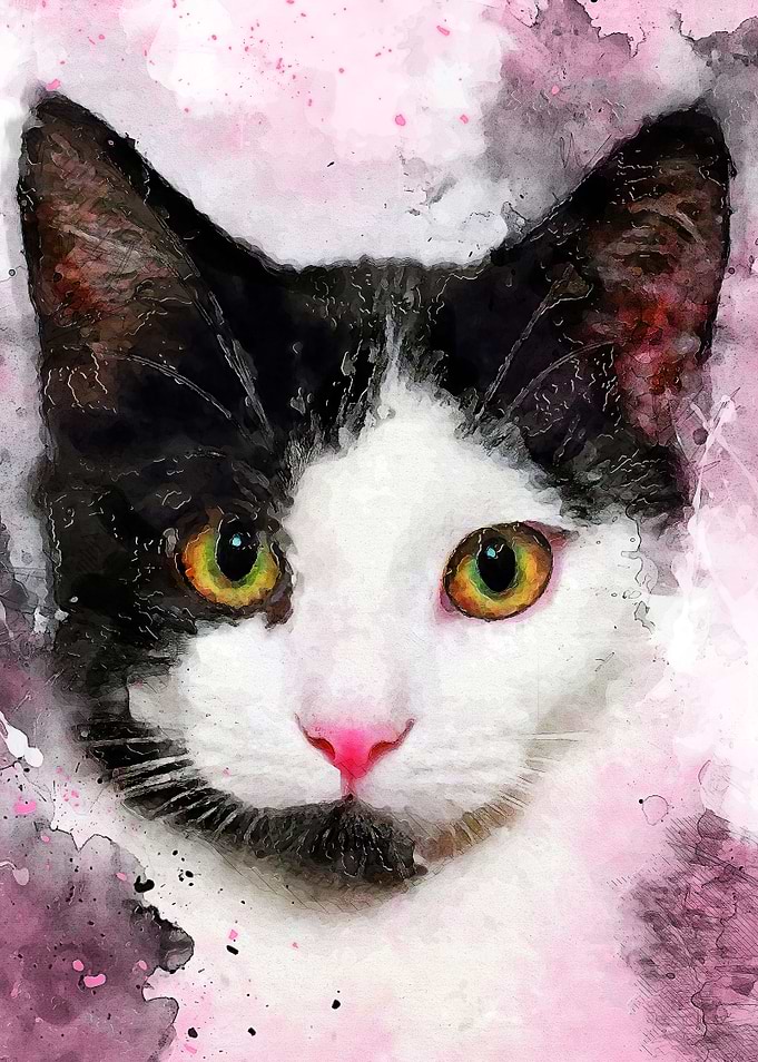 Cat Misty