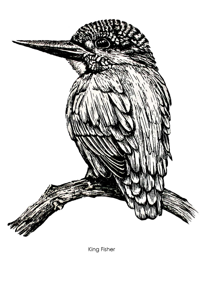 King Fisher