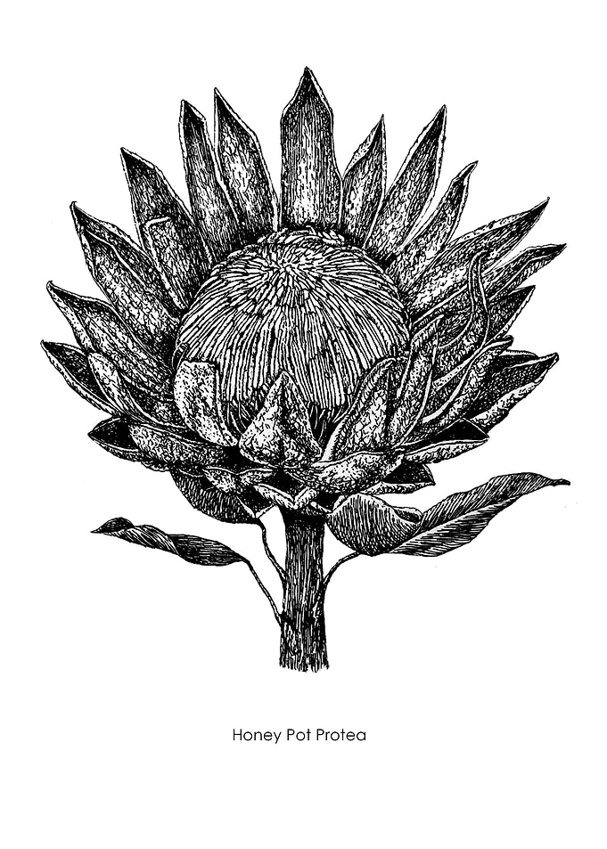 Honey Pot Protea