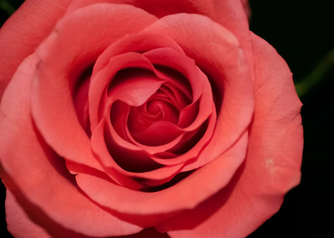 Flowers 90