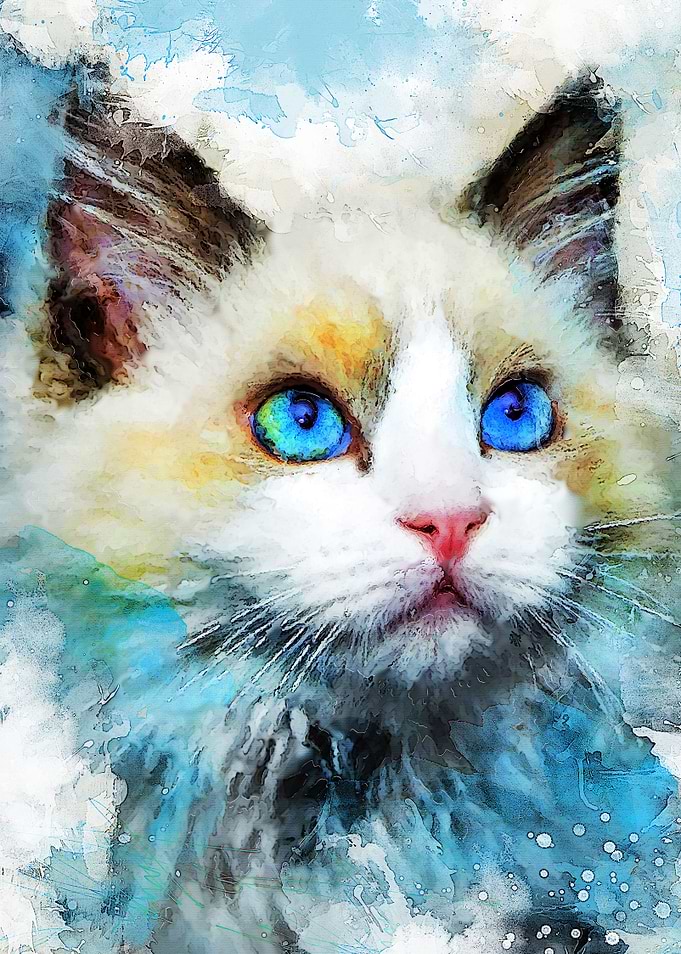 Cat Princess