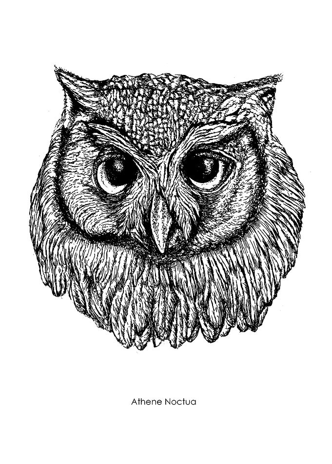 Athene Noctua