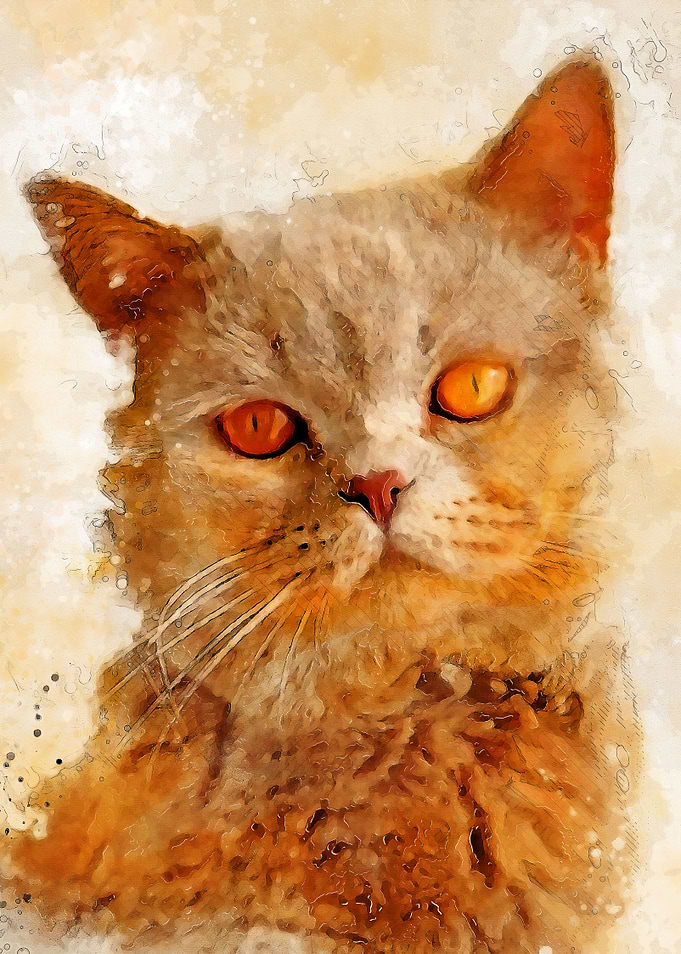 Cat Charlie