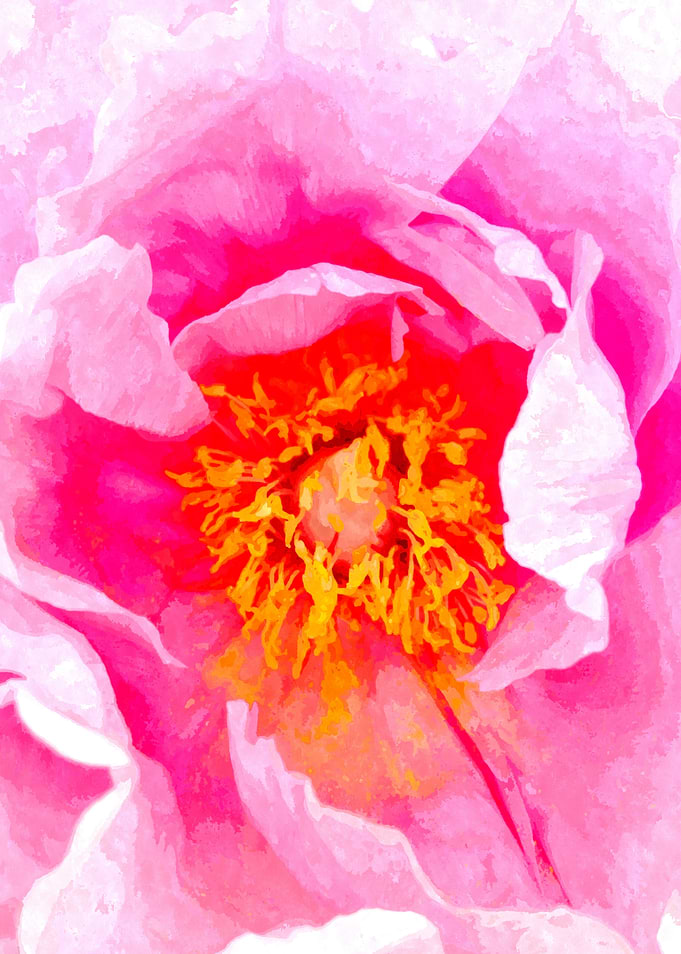 Pink Peony Macro