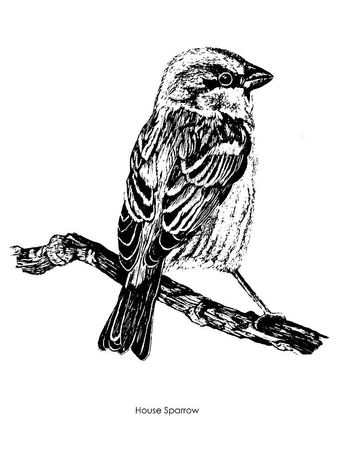 House Sparrow