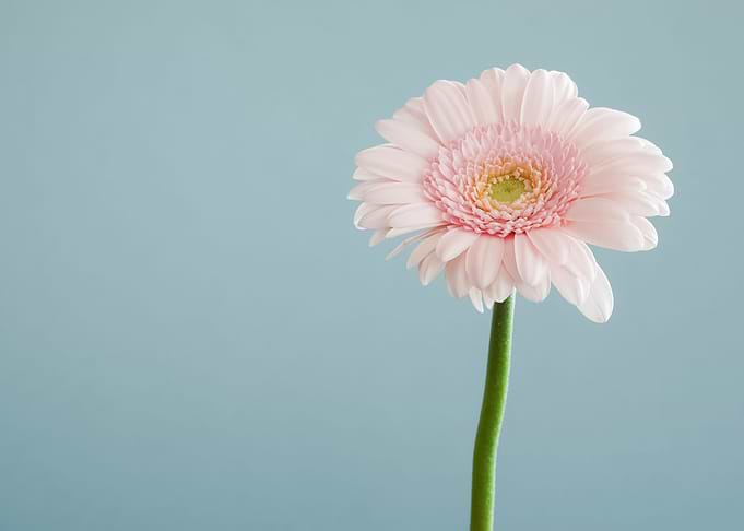 Flowers 51